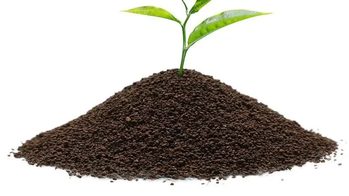 Premium Tea Leaf 4
